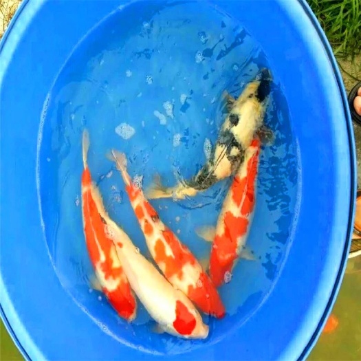 博罗县 锦鲤鱼苗批发