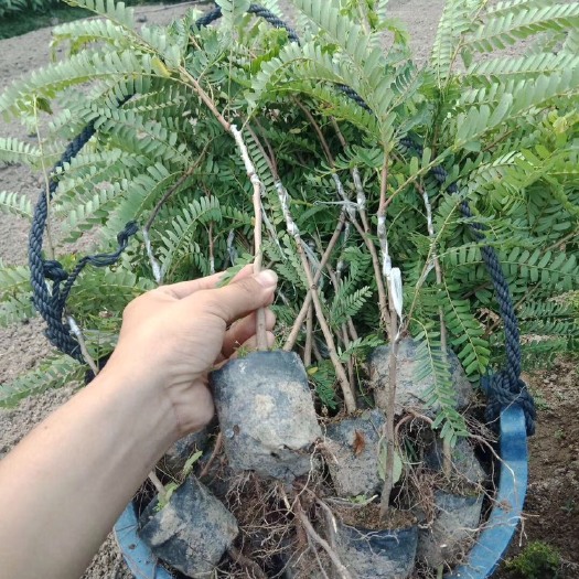 普宁市余甘果苗 油甘果苗