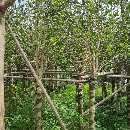揭阳紫玉兰