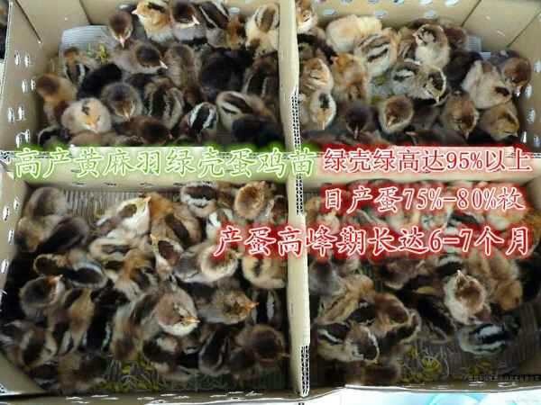 隆回县高产麻羽鸡苗 母