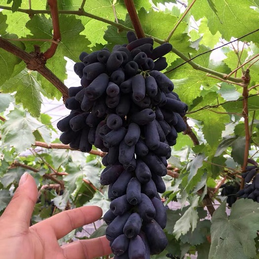 平邑县 甜蜜蓝宝石葡萄苗  两年嫁接苗 基地直销 现挖现卖 包成活