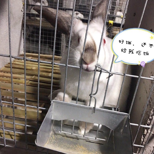重庆市肉兔 5斤以上