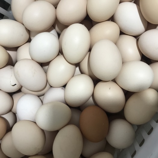闽侯县粉蛋 食用 箱装