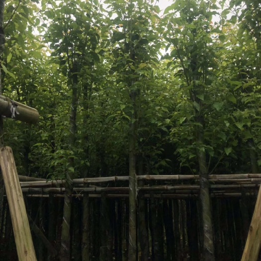 揭阳杀头樟