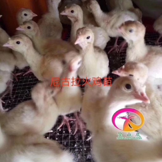隆回县火鸡苗 统货
