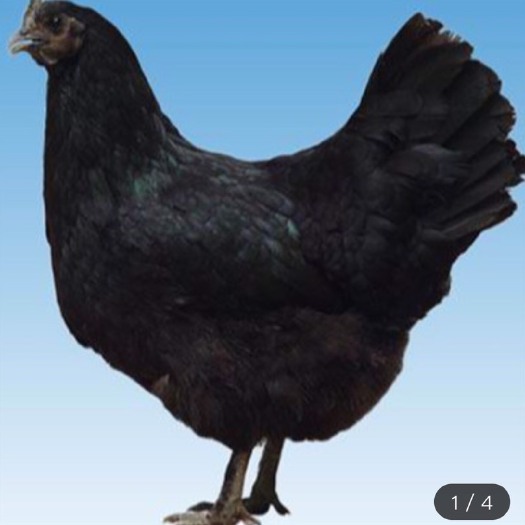 南宁 肉用五黑鸡苗 快大型五黑鸡苗 乌鸡苗 母苗