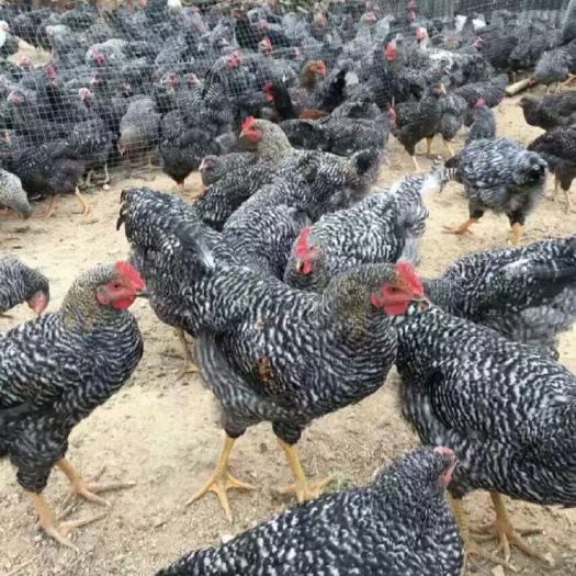 广州 各种芦花鸡苗，品种纯正，价格实惠