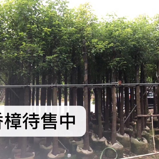 普宁市香樟移植苗