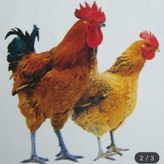 南宁 铁脚麻鸡苗 快大肉鸡苗 青脚麻鸡苗 母苗