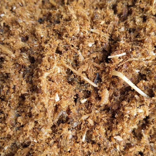 海兴县牛肉粉