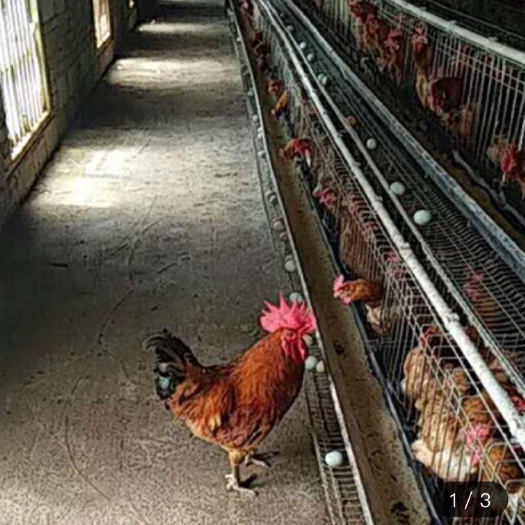 南宁 麻羽高产绿壳蛋鸡苗 绿壳蛋鸡苗 公苗