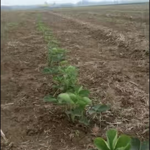 顺平县法兰地草莓苗  红颜艳丽四季法兰帝