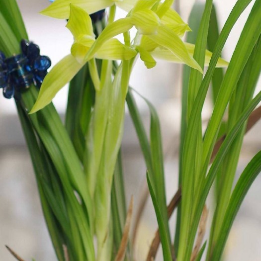 南靖县春剑兰花 即将来花苞！春剑  西蜀道光 实物拍摄，苗情如图所示。