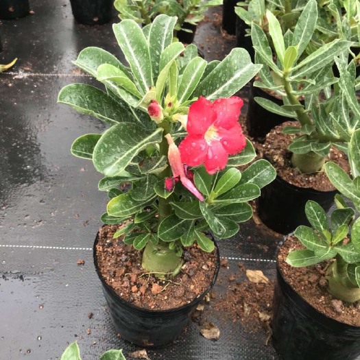 沙漠玫瑰
