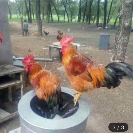 南宁 假三黄鸡苗 三黄土鸡苗  柴鸡苗 母苗