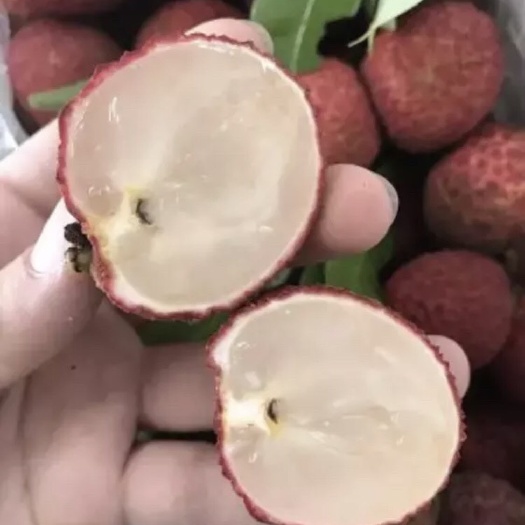 灵山县无核荔枝苗 无核带土发货 无核荔枝果脆口感比其他荔枝更香甜！
