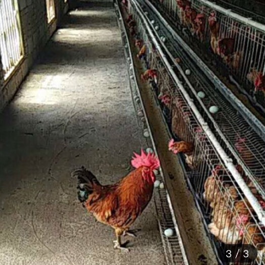 南宁 高产绿壳蛋鸡苗 母苗