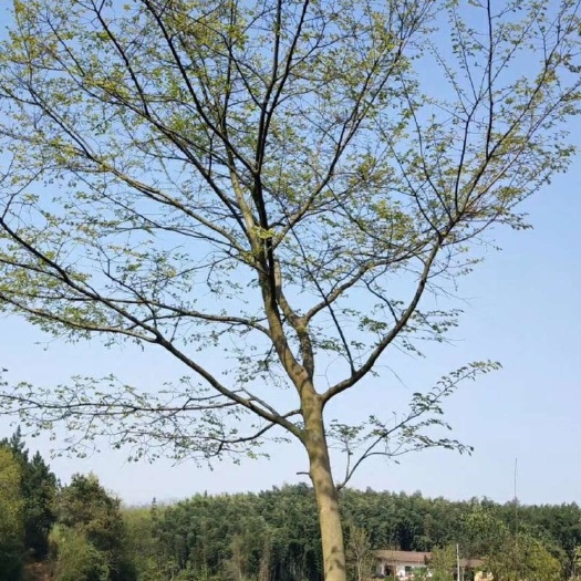 益阳 15-25cm原生朴树