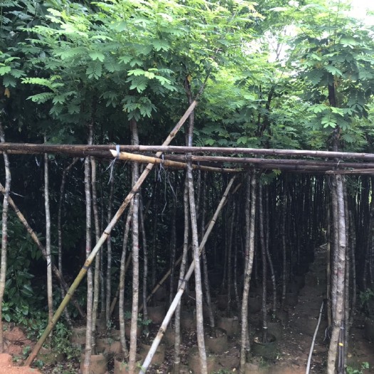 普宁市黄花槐移植苗