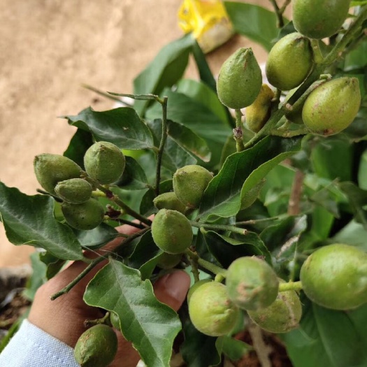 灵山县黑黄皮果苗 黑黄皮，带果发货