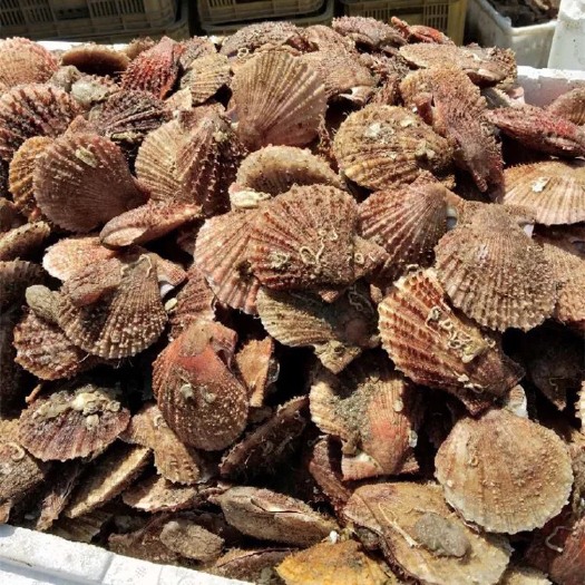 乳山市 威海红贝 扇贝 红贝 味道肥美