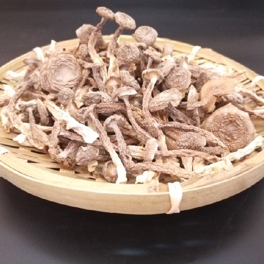 禄劝县 鹿茸菇