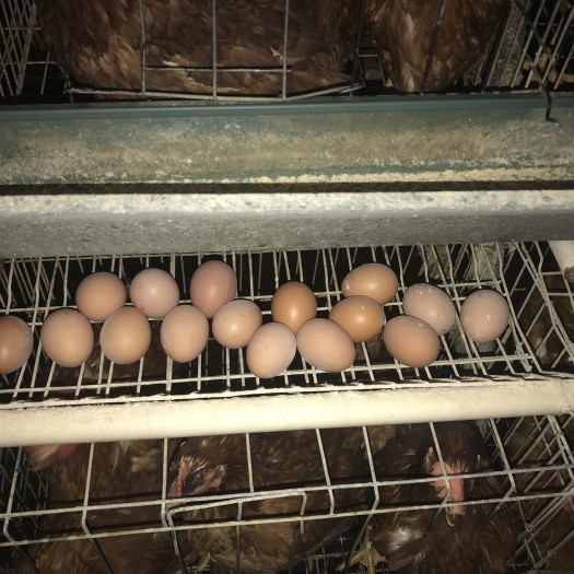 新昌县普通鸡蛋 同城接单