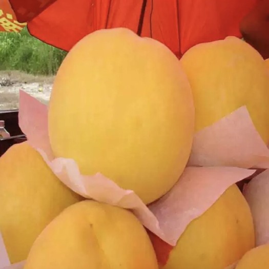 曹县 黄金黄桃