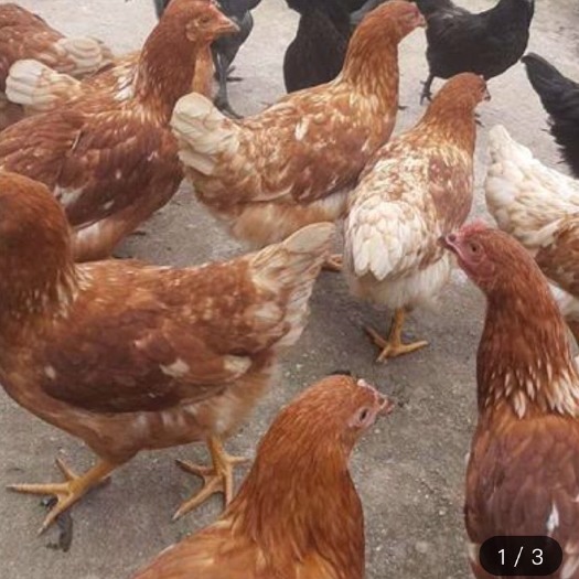 南宁 罗曼蛋鸡苗 多蛋鸡苗 年产300枚 母苗
