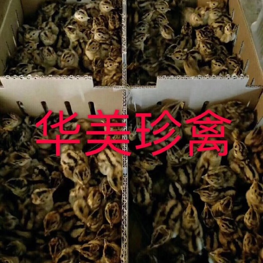 江门山鸡苗  专业孵化山鸡20年 种鸡32种防疫齐全