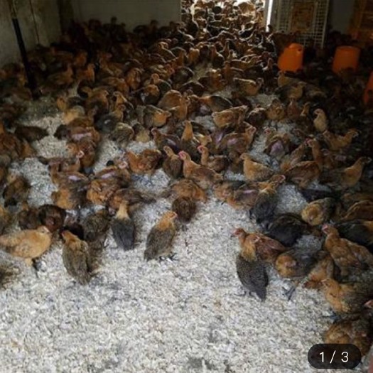 南宁 脱温土鸡苗 脱温黑瑶鸡苗  脱温鸡苗 母苗