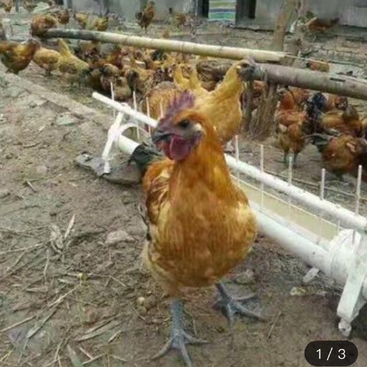 南宁 大种麻羽黑肉乌鸡苗 金陵麻羽乌鸡苗 乌鸡苗 混合苗