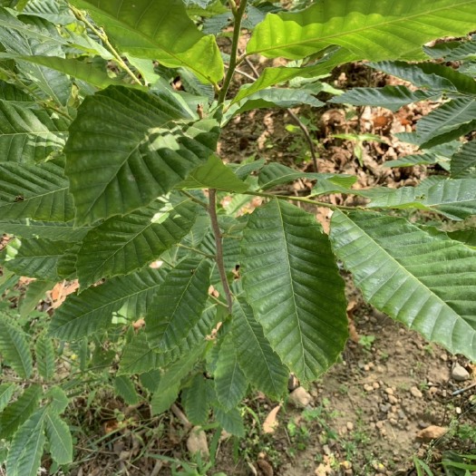 苍溪县太行山板栗苗 板栗苗，品质保证！
