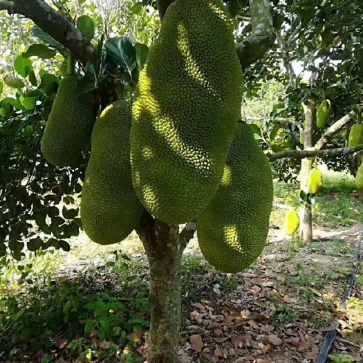 灵山县马来西亚一号菠萝蜜苗 马来西亚一号菠萝蜜