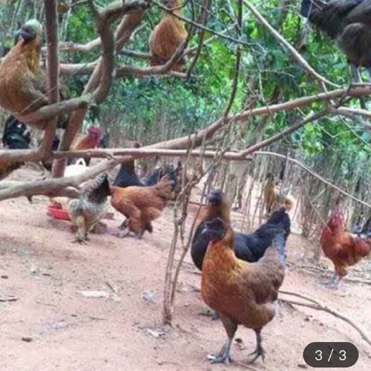 南宁 小种麻羽黑肉乌鸡苗 麻羽乌鸡苗  混合苗