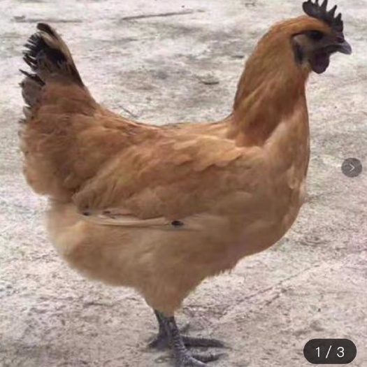 南宁 小种黄羽黑肉乌鸡苗 黄羽乌鸡苗 混合苗