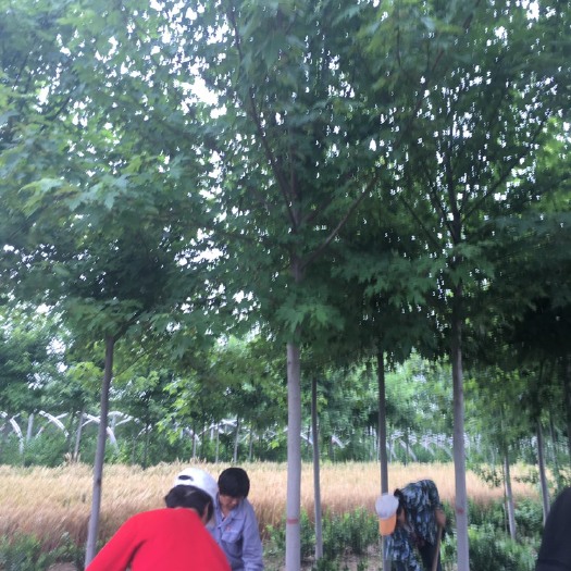 泰安美国红枫