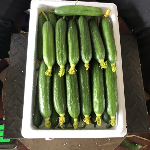 寿光市 水果一手货源精品水果小黄瓜，全年供应，质量保证，价格合理