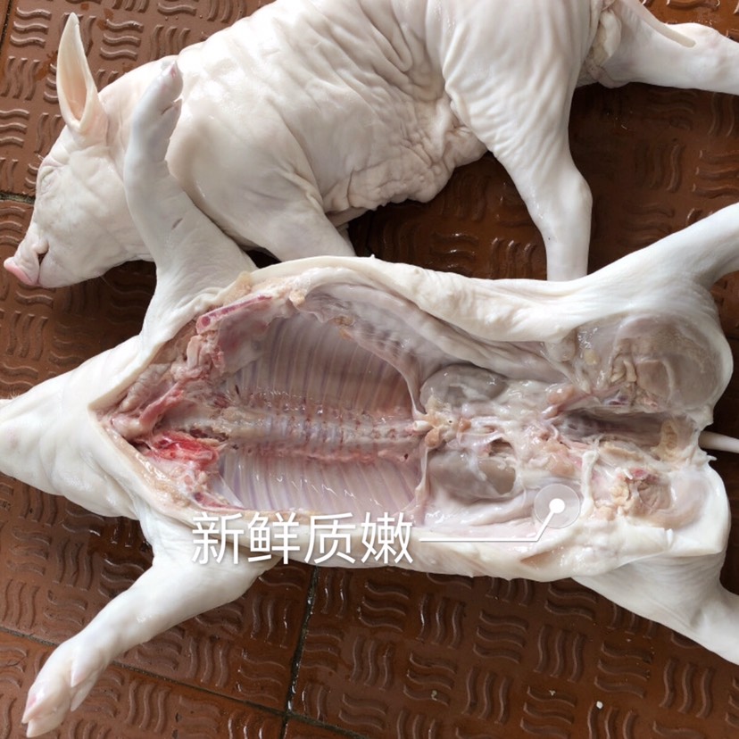 佛山小耳猪 新鲜乳猪 小耳朵乳猪 烤乳猪 批发零售 20-40斤