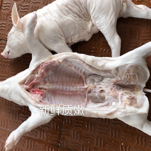 佛山小耳猪 新鲜乳猪 小耳朵乳猪 烤乳猪 批发零售 20-40斤