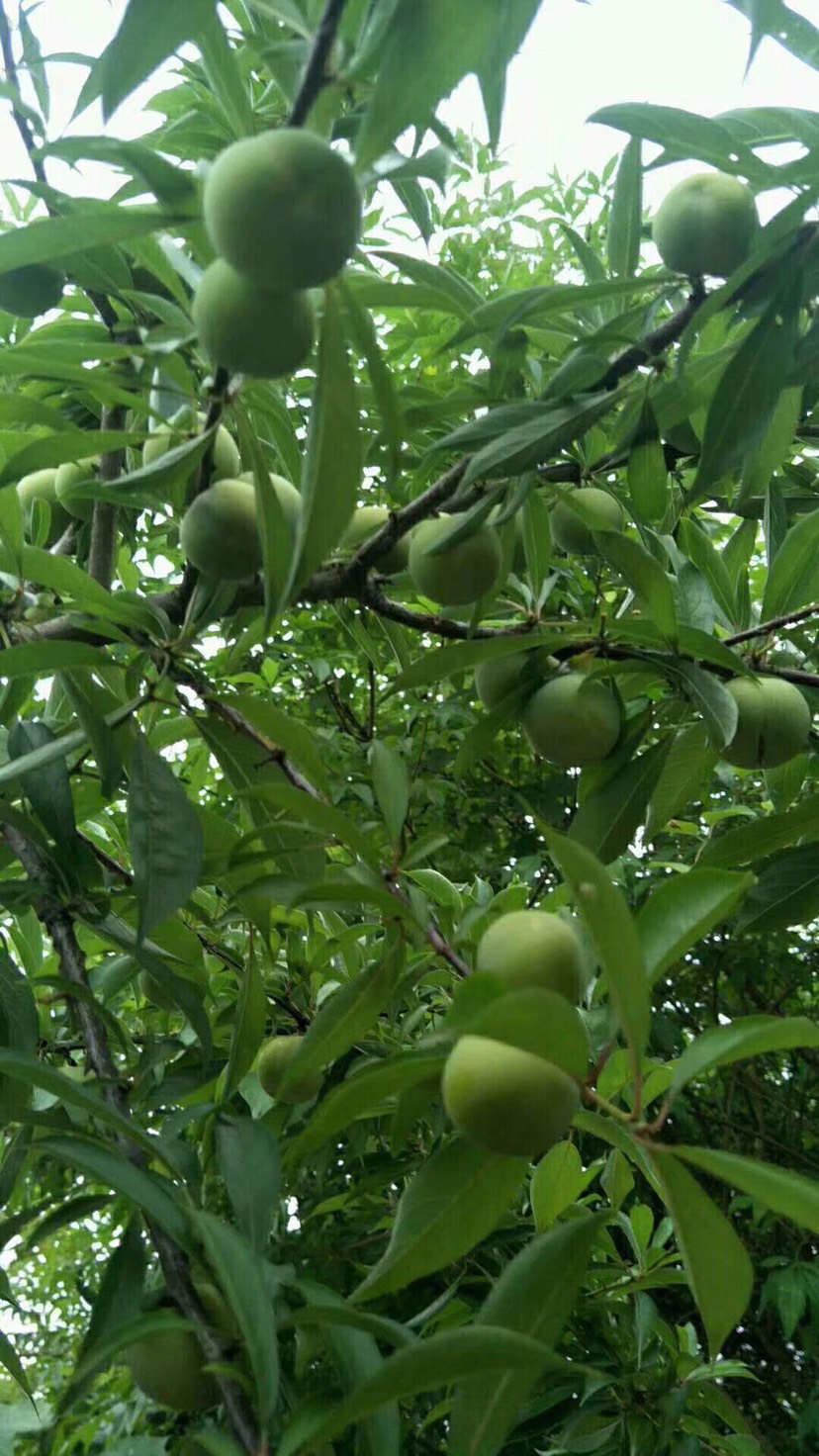 青脆李  绿色生态清脆李，四川本地土李子，火热销售中