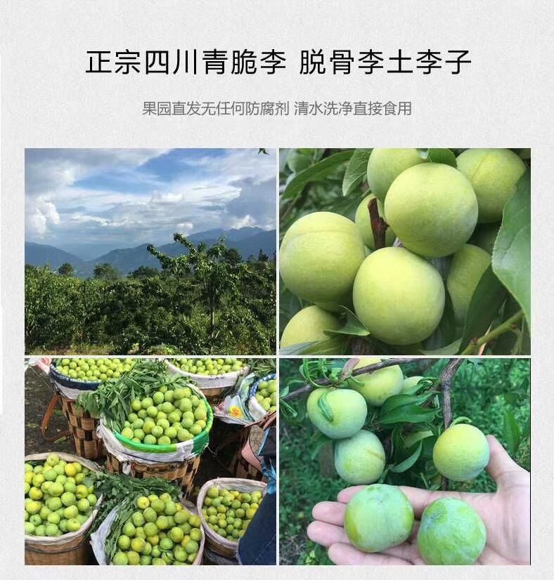 青脆李  绿色生态清脆李，四川本地土李子，火热销售中