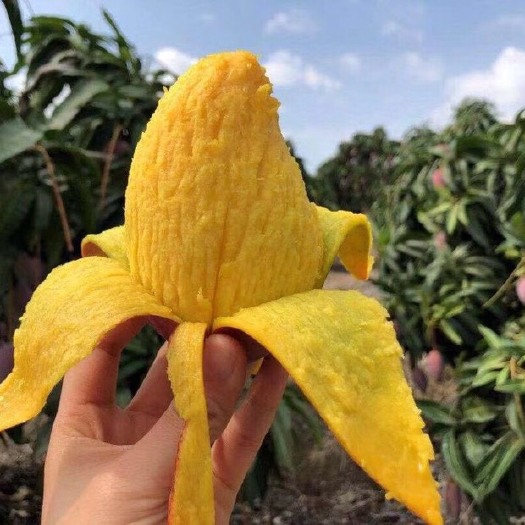 田东县台农芒  被誉为芒果之乡的广西田东县的芒果，小台农（6月发货