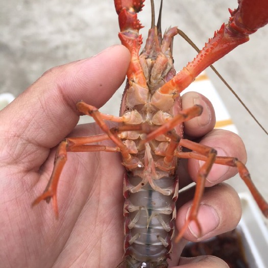 盱眙县 盱眙本地虾！盱眙小龙虾肉质Q弹鲜美！只做品质好虾