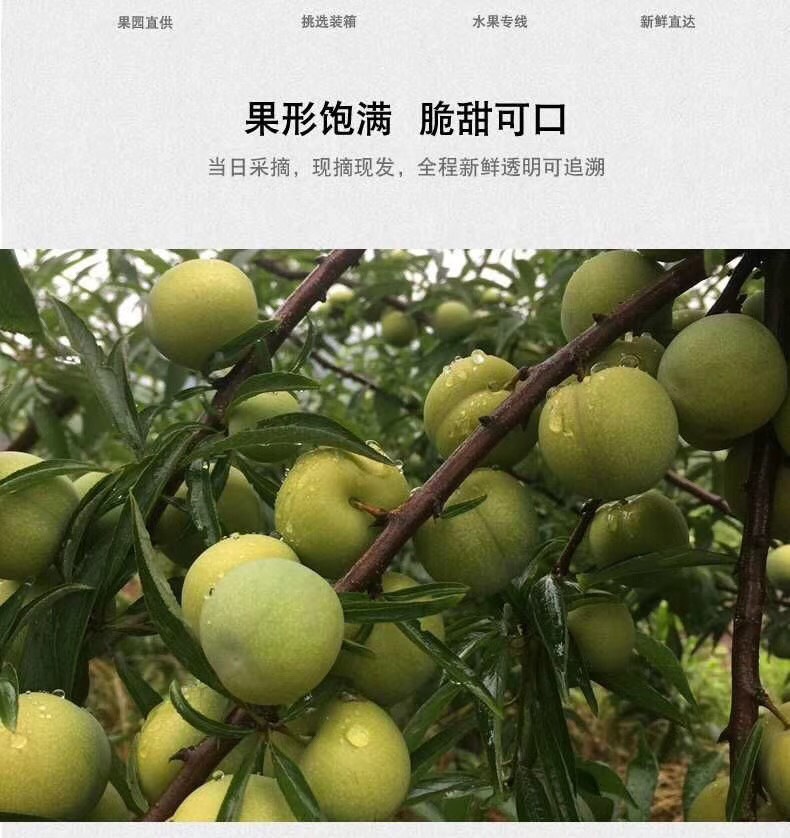 青脆李  绿色生态清脆李，四川本地土李子，火热销售中