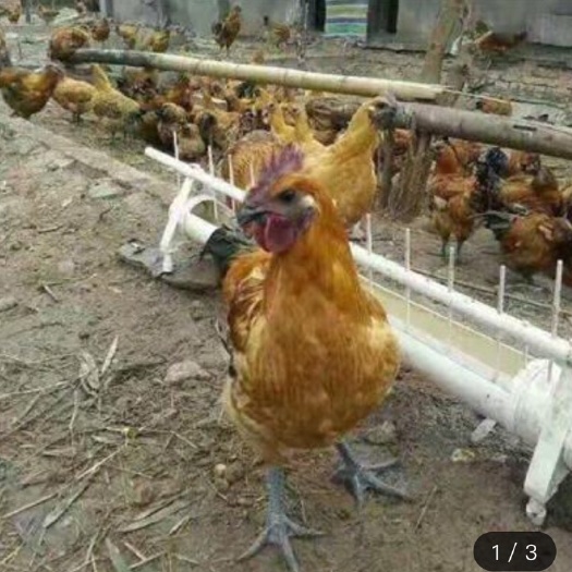 南宁 大种麻羽黑肉乌鸡苗 金陵麻羽乌鸡苗 混合苗