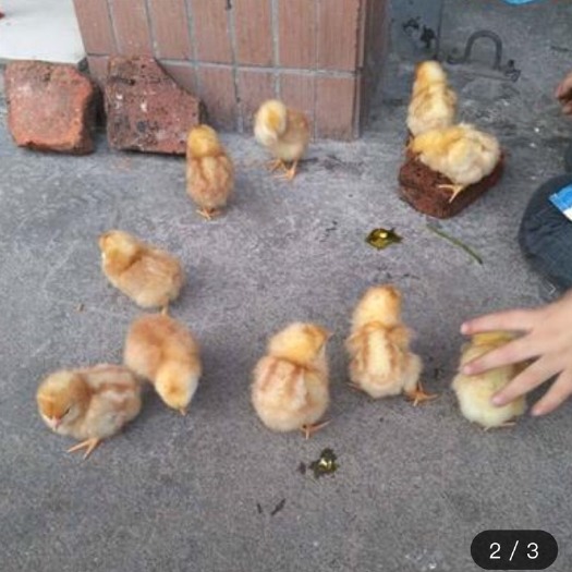 南宁 罗曼蛋鸡苗 多蛋鸡苗 混合苗