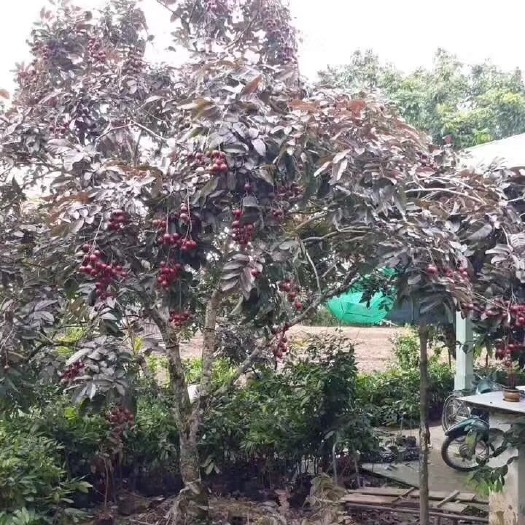 灵山县 红皮龙眼苗