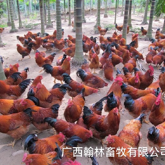 南宁 文昌鸡苗