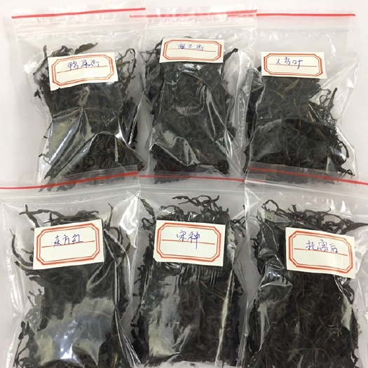 汕头茶叶小样潮州凤凰单枞茶蜜兰香乌岽单丛茶单从鸭屎香乌龙